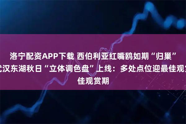 洛宁配资APP下载 西伯利亚红嘴鸥如期“归巢”,武汉东湖秋日“立体调色盘”上线:多处点位迎最佳观赏期